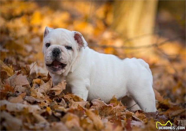 家有斗牛犬，这些饲养妙招一定得知道