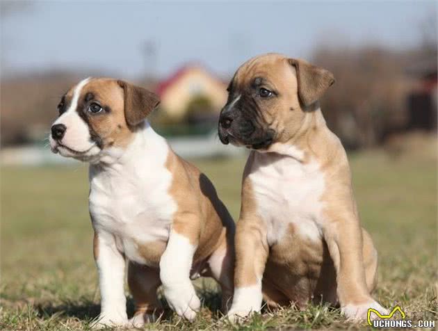 家有斗牛犬，这些饲养妙招一定得知道