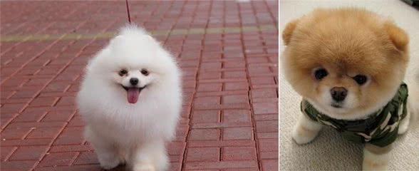 说到小型玩赏犬，令人联想到博美犬，博美犬为什么大受欢迎呢？