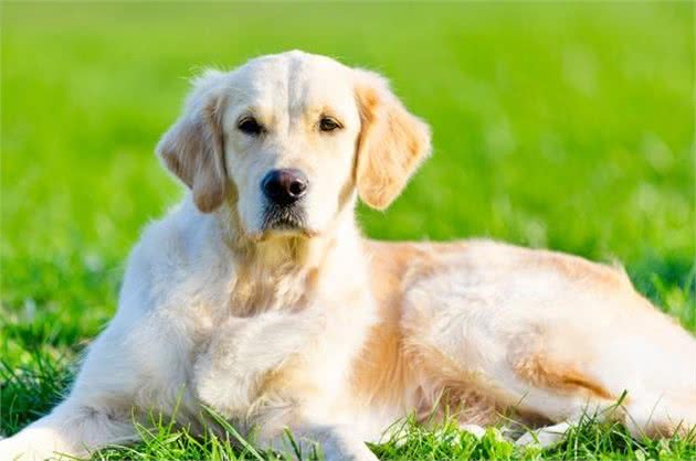 金毛犬怎么饲养？如何给狗狗正确洗澡，正确步骤学起来