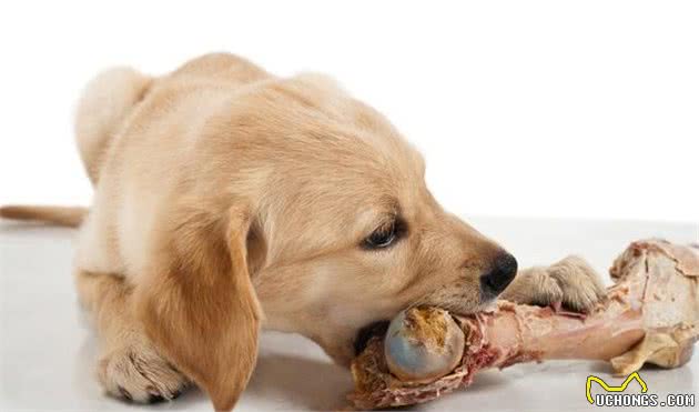 金毛犬怎么饲养？如何给狗狗正确洗澡，正确步骤学起来