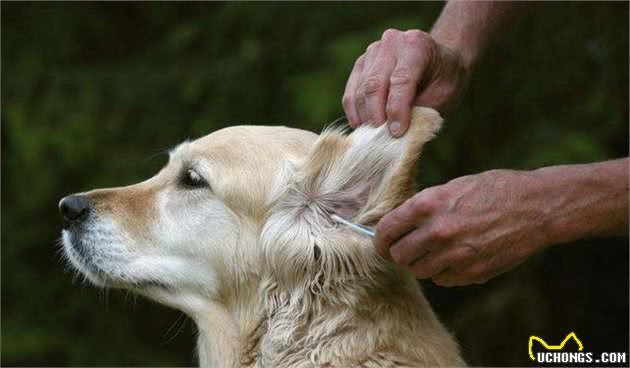金毛犬怎么饲养？如何给狗狗正确洗澡，正确步骤学起来