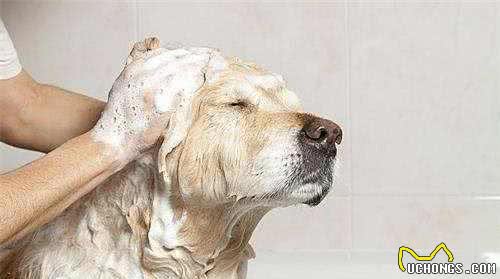 金毛犬怎么饲养？如何给狗狗正确洗澡，正确步骤学起来