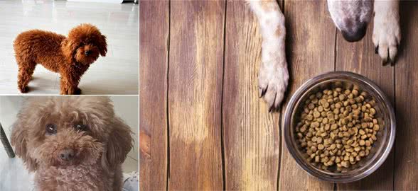 泰迪犬吃3块钱一斤的犬粮，吃再贵的美毛粉，它的毛发也不会漂亮