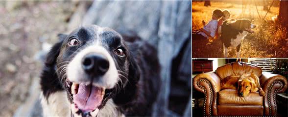 家有爱犬，要学会与狗狗相处好的5个技巧