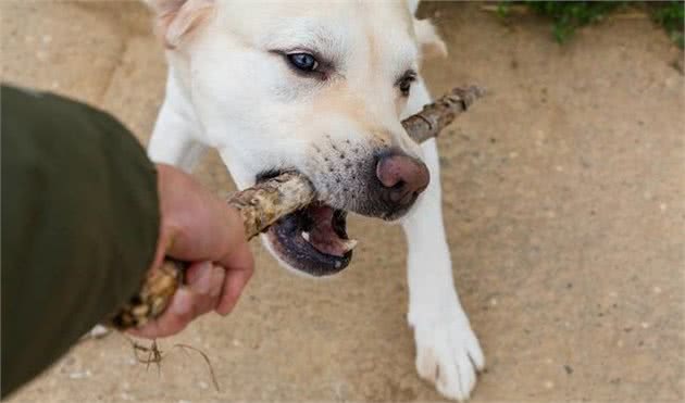 拉布拉多犬不是想养就养的，养了后你的生活会有这5个“痛”