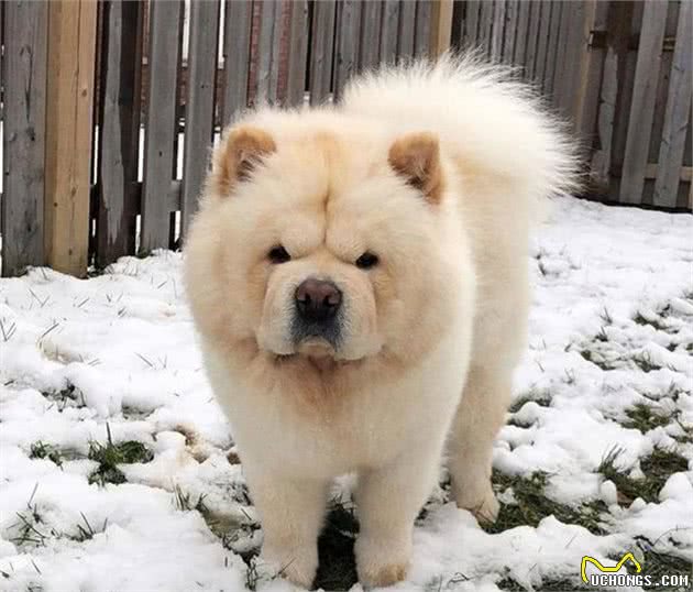 原产于中国的松狮犬，真如外表那样呆萌吗？|犬种