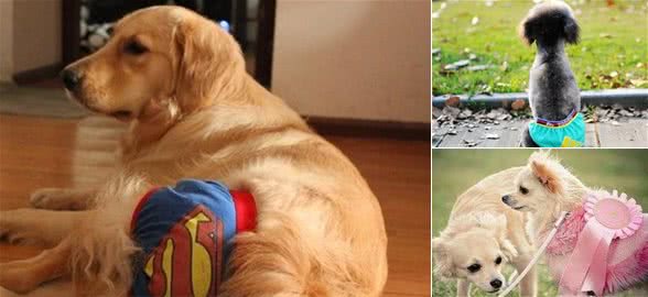 宠主们要保护好生理期的狗狗，就要关注这6个问题