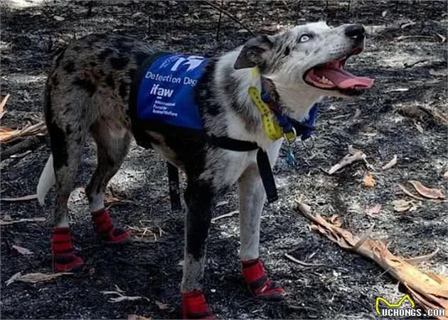 澳洲牧羊犬勇闯火海救考拉，曾被主人丢弃现成为搜救犬