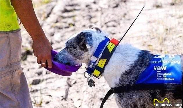 澳洲牧羊犬勇闯火海救考拉，曾被主人丢弃现成为搜救犬