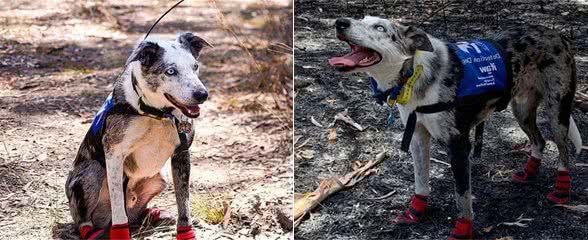 澳洲牧羊犬勇闯火海救考拉，曾被主人丢弃现成为搜救犬