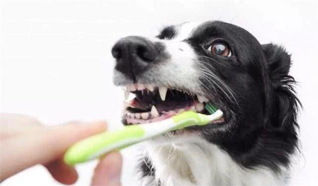 想要让狗狗拥有一口整齐洁白的好牙?牙齿的日常护理不能缺