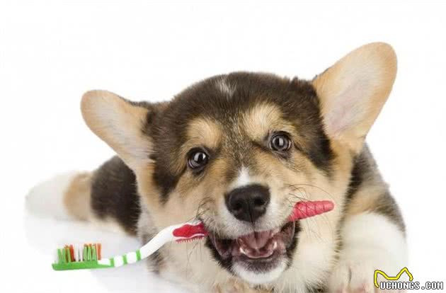 想要让狗狗拥有一口整齐洁白的好牙?牙齿的日常护理不能缺