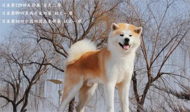 饲养秋田犬，新手需要注意什么