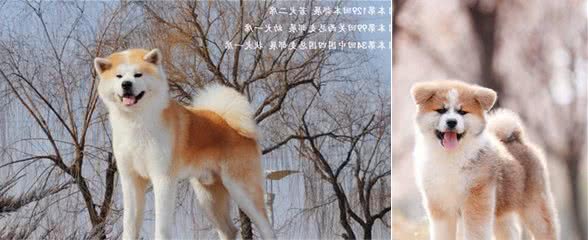 饲养秋田犬，新手需要注意什么