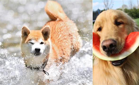 炎炎夏季到来，你知道怎么保护狗狗吗？