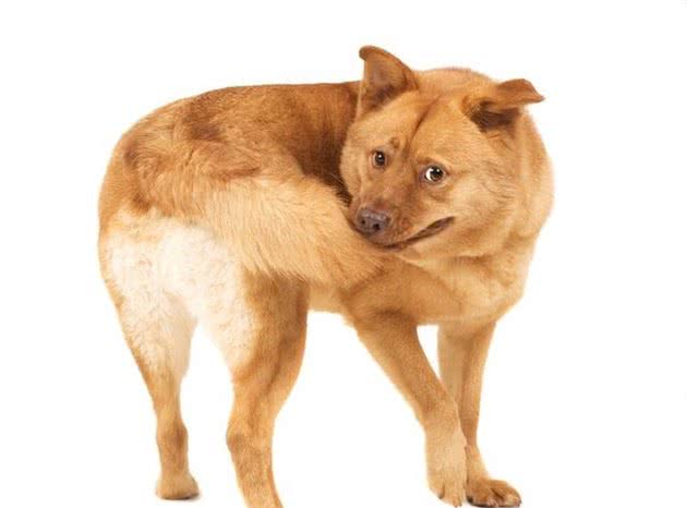 娱乐还是自残?傻狗咬尾巴团团转的原因大揭秘!