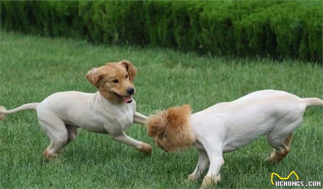 娱乐还是自残?傻狗咬尾巴团团转的原因大揭秘!