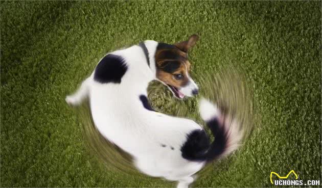 娱乐还是自残?傻狗咬尾巴团团转的原因大揭秘!