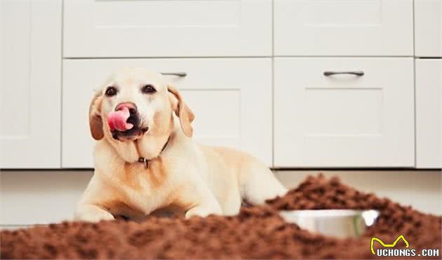 辟谣！犬粮好坏仅凭眼观鼻闻就能够判别？这些犬粮误区你还在踩吗？