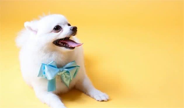 世界名犬—博美犬（Pomeranian）