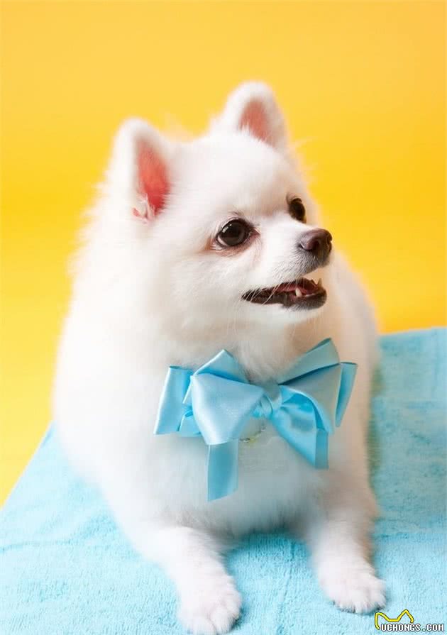 世界名犬—博美犬（Pomeranian）