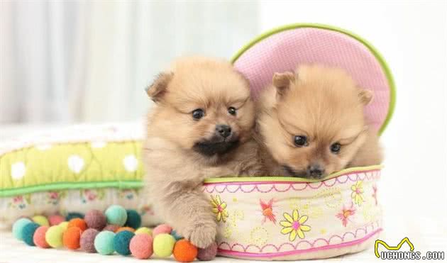 世界名犬—博美犬（Pomeranian）