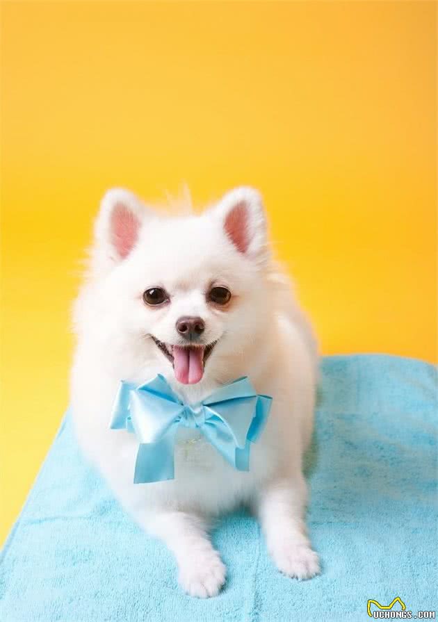 世界名犬—博美犬（Pomeranian）