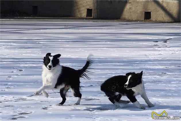 告诉大家为什么边牧犬会那么受欢迎