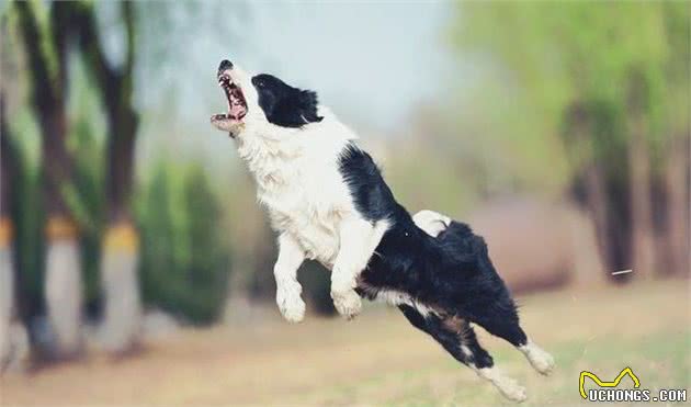 告诉大家为什么边牧犬会那么受欢迎