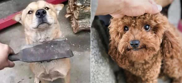 狗狗犯错之后的5大反应，都证明狗狗很聪明，你家是哪一种？