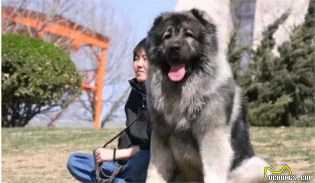 烈性犬有多少