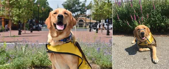 不能自由玩耍，而是将一生贡献给人类，导盲犬就是这样炼成的