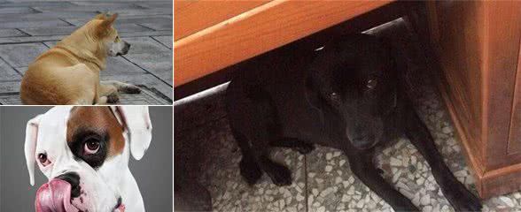 狗狗发生的5种“信号”时，千万要注意，有事要告诉你！