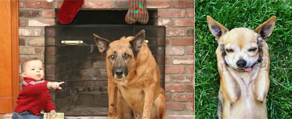 狗狗胃胀气，臭屁放不停，教你四招缓解狗狗肠胃胀气