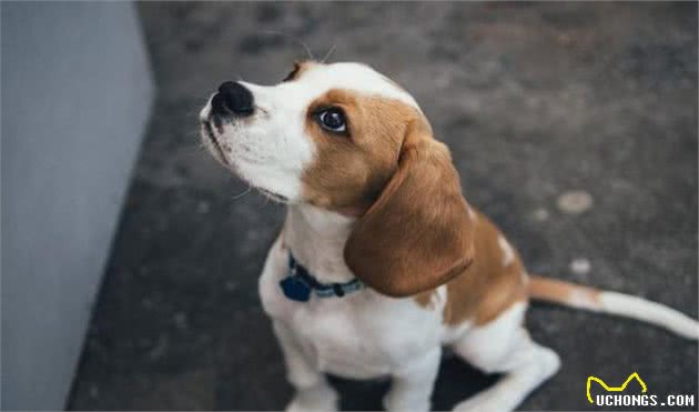 让训练狗狗变得简单的7大要素，训犬师吐血推荐，必须组合使用