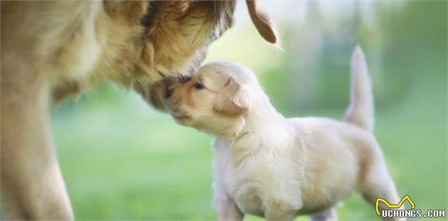 让训练狗狗变得简单的7大要素，训犬师吐血推荐，必须组合使用