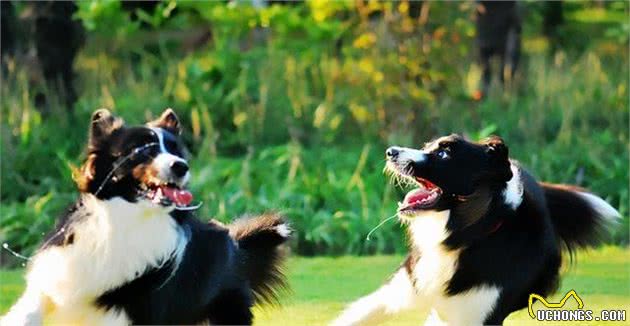 每一个人都是训犬师，你已经教会了狗狗很多技能，你自己却不知道