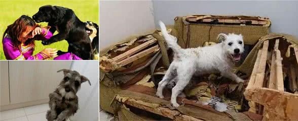 每一个人都是训犬师，你已经教会了狗狗很多技能，你自己却不知道