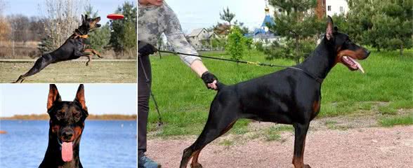 多种烈性犬杂交的狗狗，还经历过二战，难怪杜宾犬被禁养