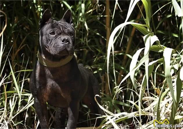 西汉骠骑将军的指定军犬，猎犬与斗犬完美结合，至今已有千年历史