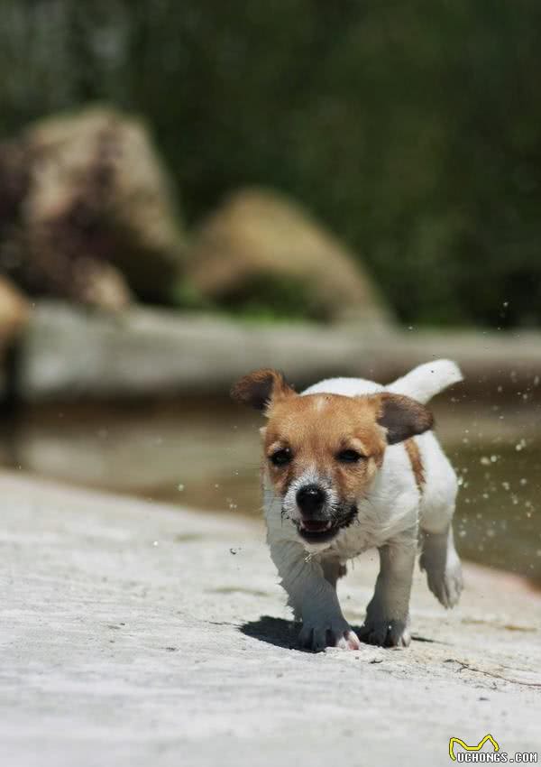 判别犬粮好坏常见的四个小误区