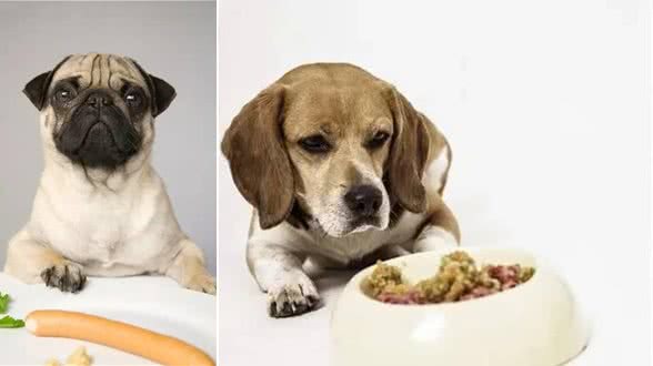 狗狗究竟为啥会挑食？