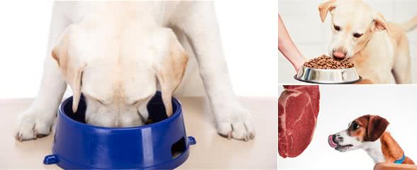 小知识：犬厌食的几个原因，你中招了吗？