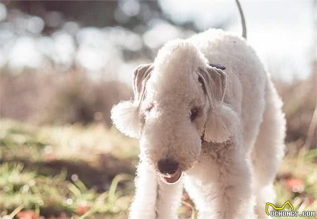 犬的品种介绍图鉴21期—贝灵顿梗