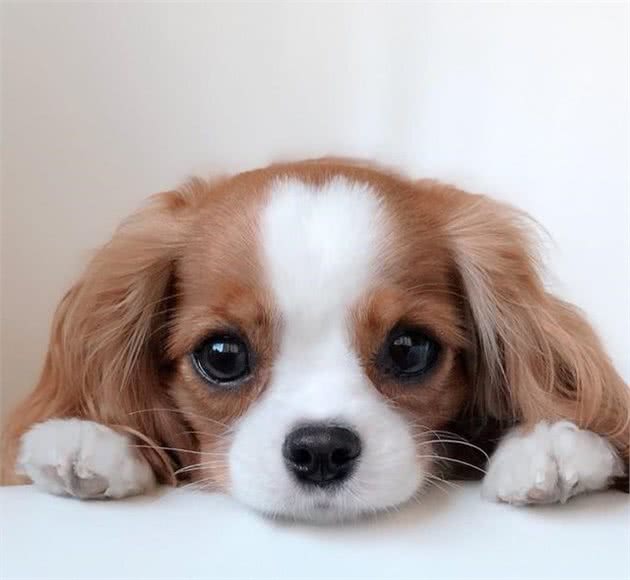 一眼就爱上！童话里走出来的小奶狗—骑士查理王小猎犬