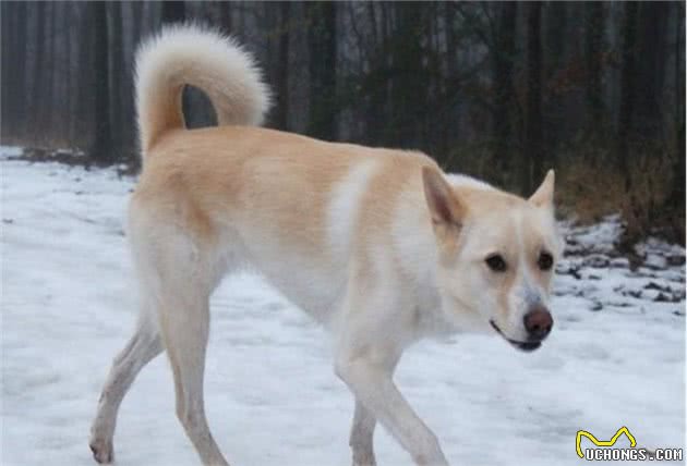 以色列原产狗狗迦南犬，一波三折的狗生，被驯化后又沦为野狗