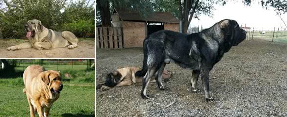 隐秘在神山下的骨灰级猛犬，藏獒与德牧犬的混合体，已有千年历史