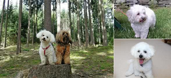 比熊犬的5大缺陷都在这，看看你家的有没有中枪？网友：不养了！
