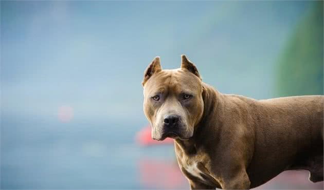 怎么训练比特犬看家护院